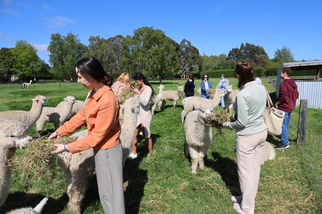 Silverstream Alpaca Farmstay & Tour Kaiapoi 外观 照片