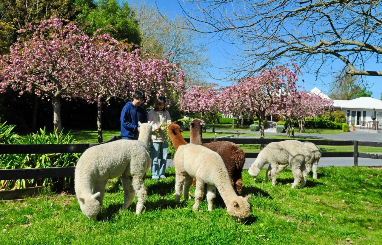 Silverstream Alpaca Farmstay & Tour Kaiapoi 外观 照片